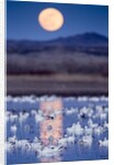 Snow Geese and Full Moon, New Mexico by Anonymous