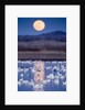 Snow Geese and Full Moon, New Mexico by Anonymous