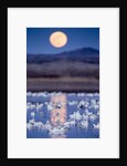 Snow Geese and Full Moon, New Mexico by Anonymous