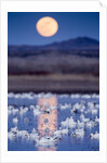 Snow Geese and Full Moon, New Mexico by Anonymous