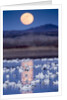 Snow Geese and Full Moon, New Mexico by Anonymous