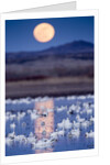 Snow Geese and Full Moon, New Mexico by Anonymous