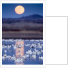 Snow Geese and Full Moon, New Mexico by Anonymous