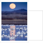 Snow Geese and Full Moon, New Mexico by Anonymous