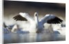 Snow Goose, Bosque del Apache National Wildlife Refuge, New Mexico by Anonymous