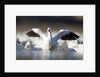 Snow Goose, Bosque del Apache National Wildlife Refuge, New Mexico by Anonymous