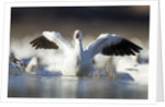 Snow Goose, Bosque del Apache National Wildlife Refuge, New Mexico by Anonymous