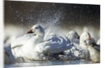 Snow Goose, Bosque del Apache National Wildlife Refuge, New Mexico by Anonymous