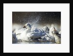 Snow Goose, Bosque del Apache National Wildlife Refuge, New Mexico by Anonymous