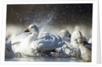 Snow Goose, Bosque del Apache National Wildlife Refuge, New Mexico by Anonymous