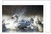 Snow Goose, Bosque del Apache National Wildlife Refuge, New Mexico by Anonymous