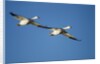 Snow Geese, Bosque del Apache, New Mexico by Anonymous
