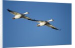 Snow Geese, Bosque del Apache, New Mexico by Anonymous