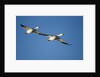 Snow Geese, Bosque del Apache, New Mexico by Anonymous