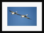 Snow Geese, Bosque del Apache, New Mexico by Anonymous