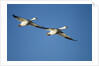 Snow Geese, Bosque del Apache, New Mexico by Anonymous