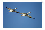 Snow Geese, Bosque del Apache, New Mexico by Anonymous