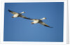 Snow Geese, Bosque del Apache, New Mexico by Anonymous