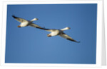Snow Geese, Bosque del Apache, New Mexico by Anonymous