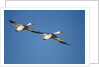 Snow Geese, Bosque del Apache, New Mexico by Anonymous