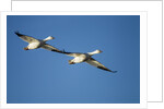 Snow Geese, Bosque del Apache, New Mexico by Anonymous