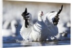 Snow Goose, Bosque del Apache National Wildlife Refuge, New Mexico by Anonymous