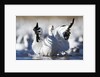 Snow Goose, Bosque del Apache National Wildlife Refuge, New Mexico by Anonymous