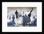 Snow Goose, Bosque del Apache National Wildlife Refuge, New Mexico by Anonymous
