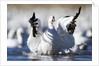 Snow Goose, Bosque del Apache National Wildlife Refuge, New Mexico by Anonymous