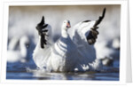 Snow Goose, Bosque del Apache National Wildlife Refuge, New Mexico by Anonymous