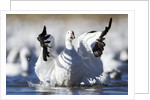 Snow Goose, Bosque del Apache National Wildlife Refuge, New Mexico by Anonymous