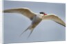 Arctic Tern in Flight, Hudson Bay, Canada by Anonymous