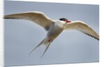 Arctic Tern in Flight, Hudson Bay, Canada by Anonymous
