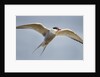 Arctic Tern in Flight, Hudson Bay, Canada by Anonymous