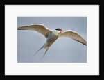 Arctic Tern in Flight, Hudson Bay, Canada by Anonymous