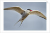 Arctic Tern in Flight, Hudson Bay, Canada by Anonymous