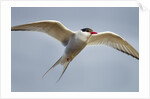 Arctic Tern in Flight, Hudson Bay, Canada by Anonymous