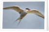 Arctic Tern in Flight, Hudson Bay, Canada by Anonymous