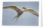 Arctic Tern in Flight, Hudson Bay, Canada by Anonymous