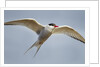 Arctic Tern in Flight, Hudson Bay, Canada by Anonymous