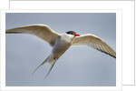 Arctic Tern in Flight, Hudson Bay, Canada by Anonymous
