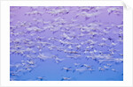 Snow Geese, Bosque del Apache, New Mexico by Anonymous
