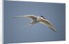 Arctic Tern in Flight, Hudson Bay, Canada by Anonymous