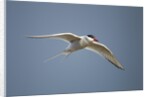 Arctic Tern in Flight, Hudson Bay, Canada by Anonymous