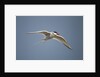 Arctic Tern in Flight, Hudson Bay, Canada by Anonymous