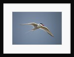 Arctic Tern in Flight, Hudson Bay, Canada by Anonymous