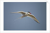 Arctic Tern in Flight, Hudson Bay, Canada by Anonymous