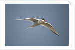 Arctic Tern in Flight, Hudson Bay, Canada by Anonymous