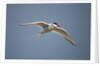 Arctic Tern in Flight, Hudson Bay, Canada by Anonymous
