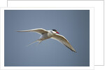 Arctic Tern in Flight, Hudson Bay, Canada by Anonymous